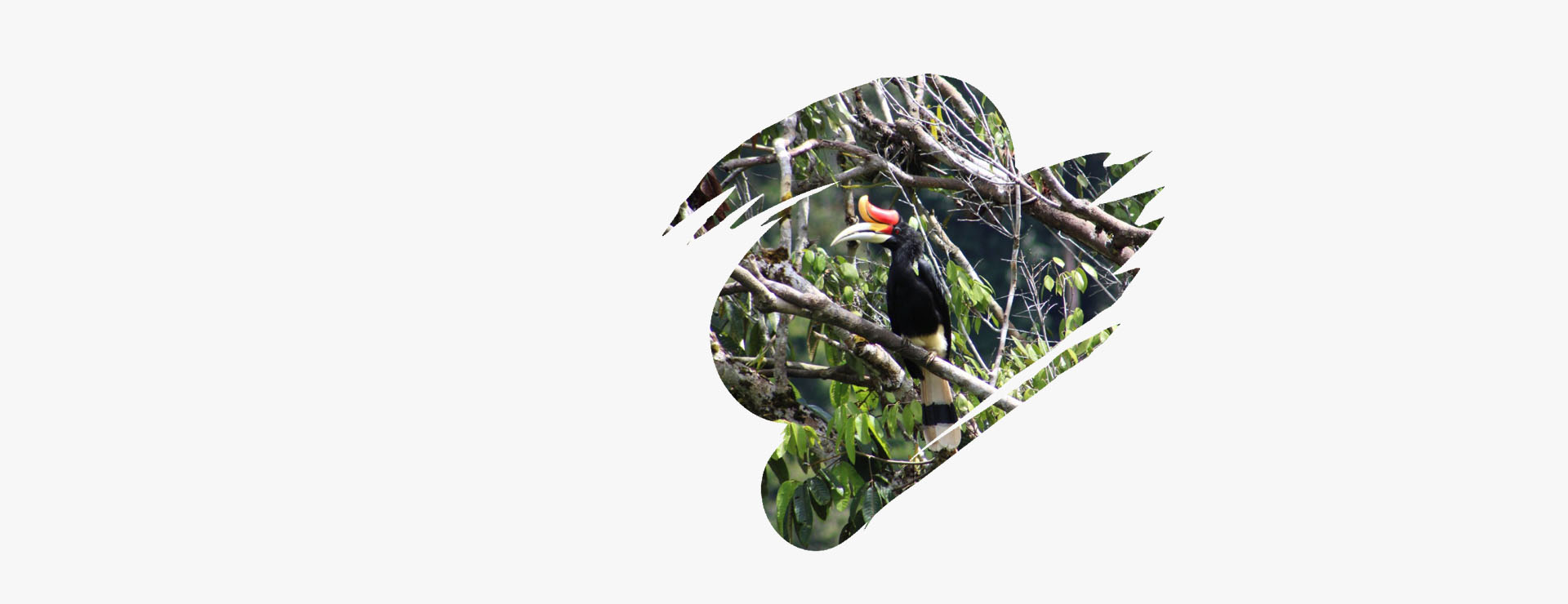 Sarawak Hornbill